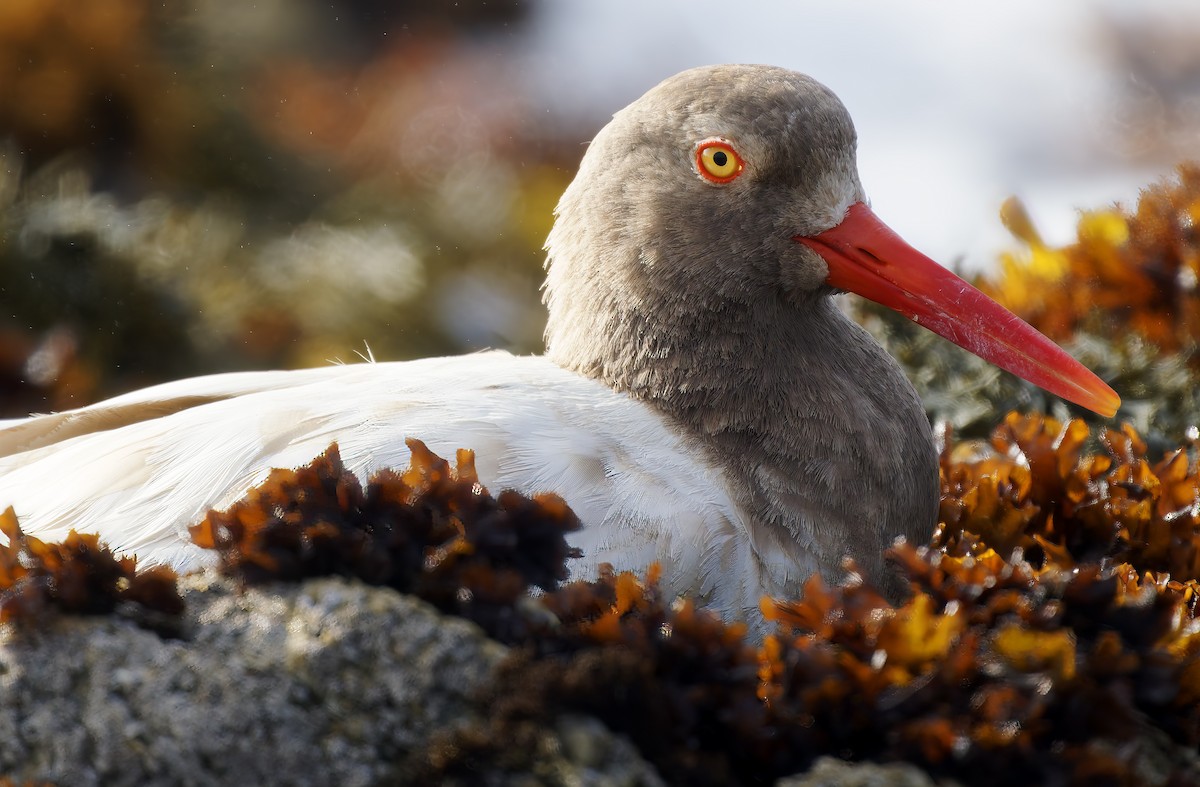 Black Oystercatcher - ML637576396