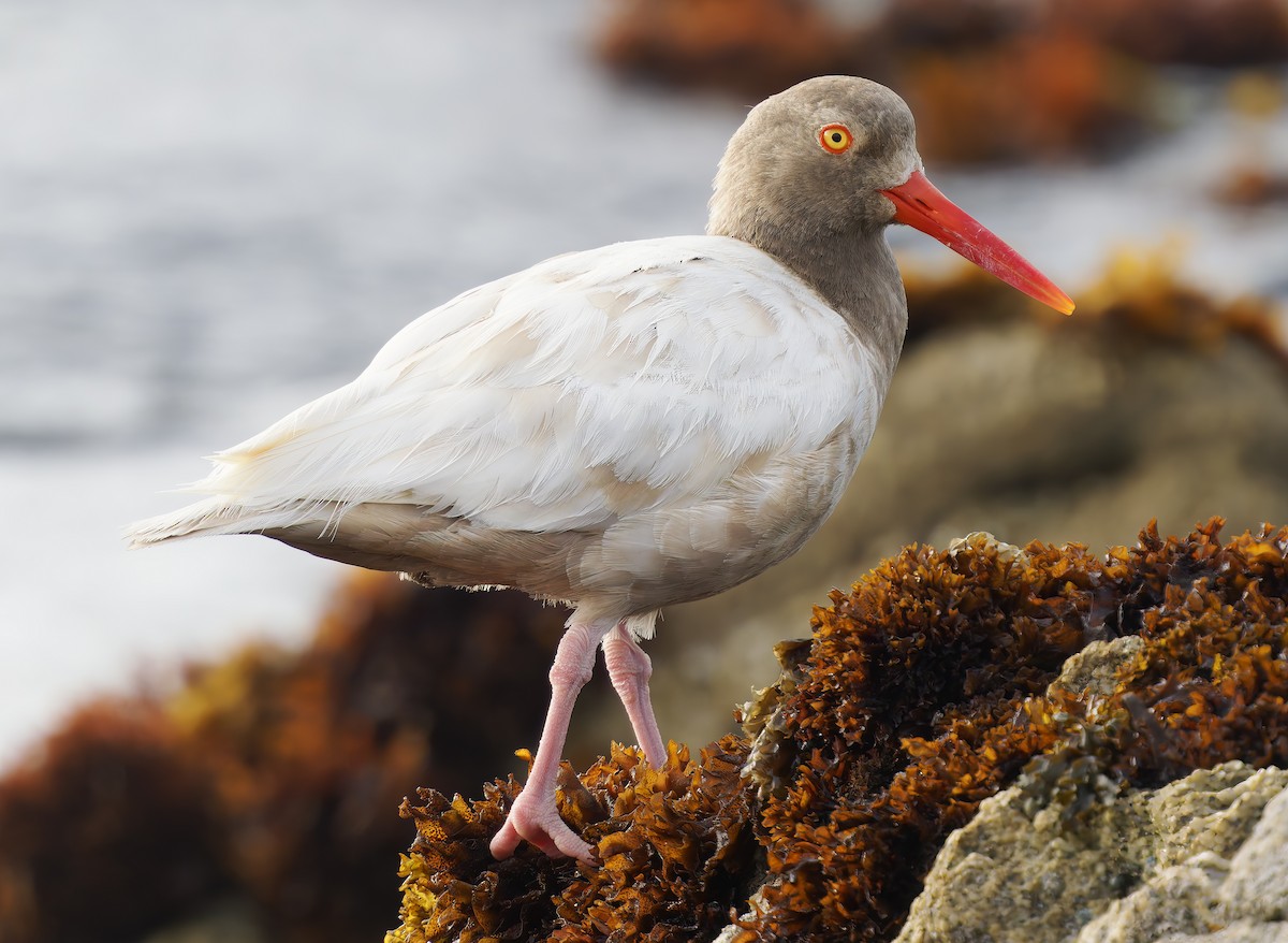 Black Oystercatcher - ML637576397