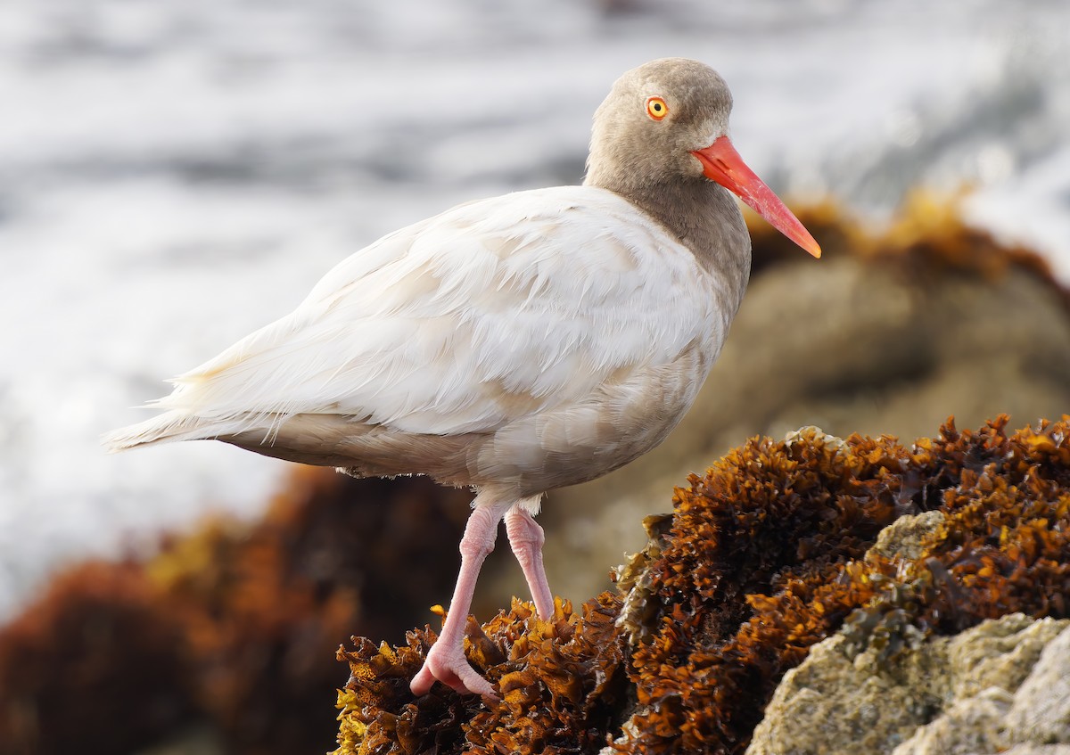 Black Oystercatcher - ML637576398