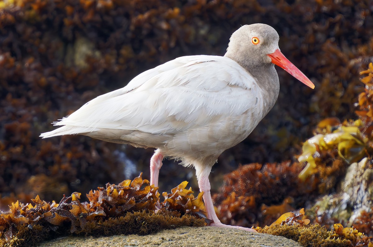 Black Oystercatcher - ML637576399