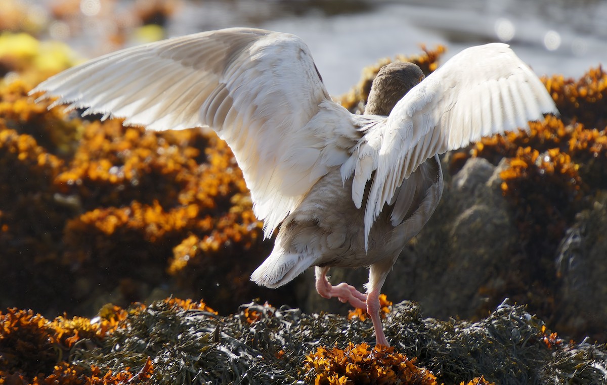 Black Oystercatcher - ML637576400
