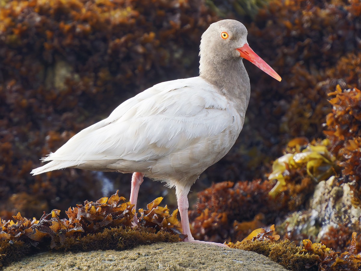 Black Oystercatcher - ML637576401