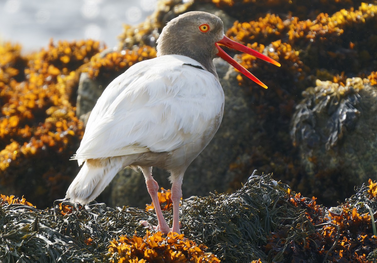 Black Oystercatcher - ML637576402