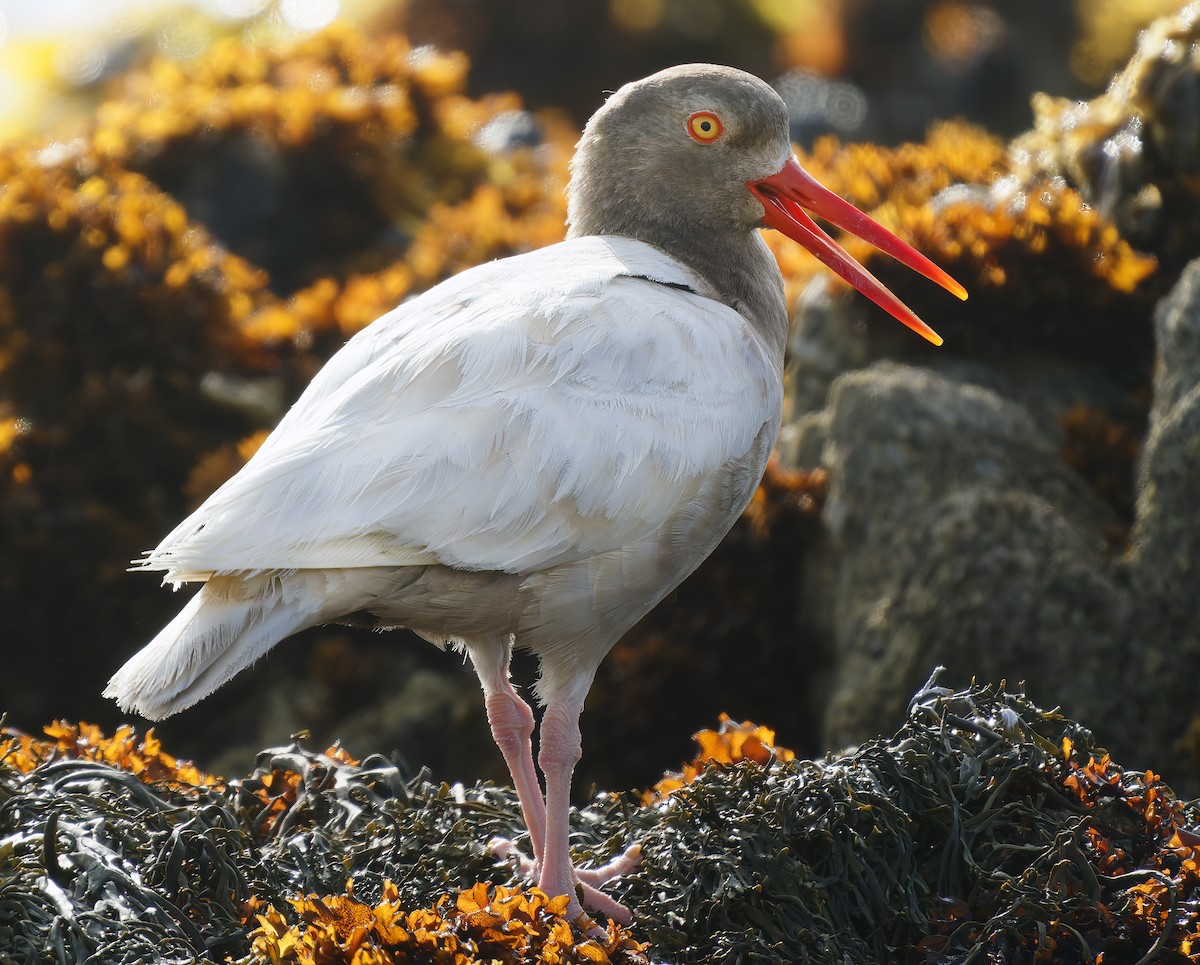 Black Oystercatcher - ML637576403