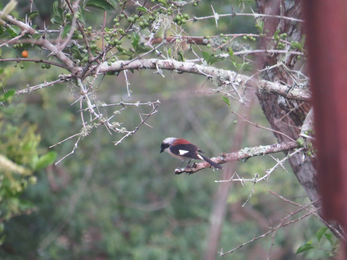 Bay-backed Shrike - ML637576410
