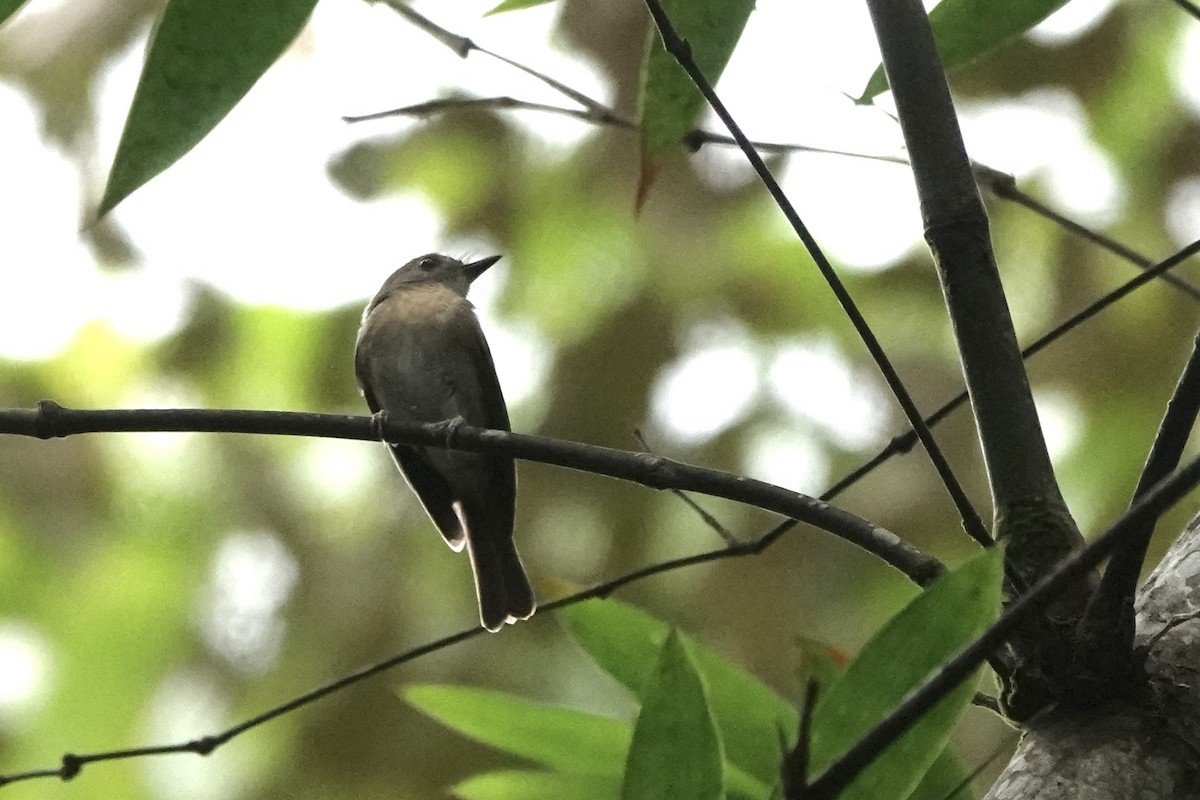 Fulvous-chested Jungle Flycatcher - ML637576510