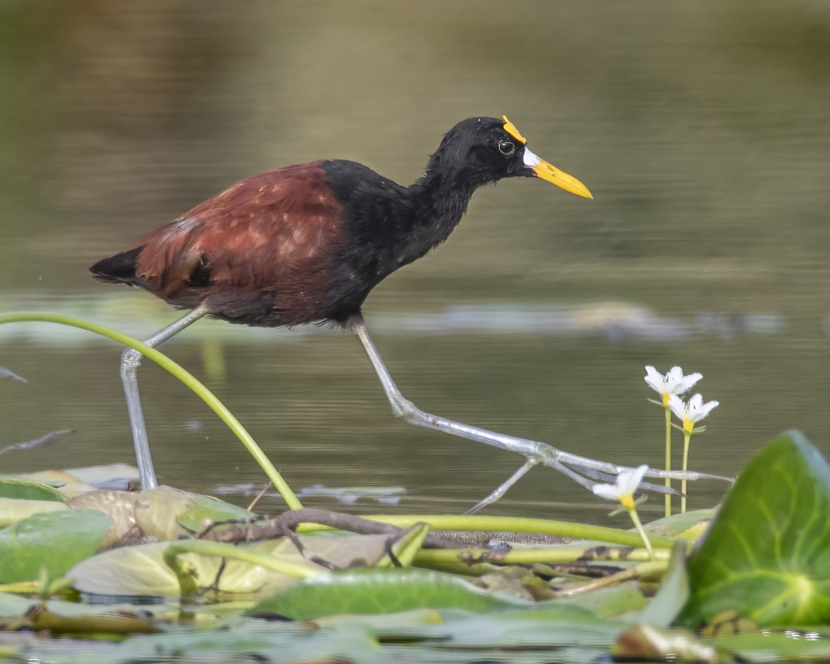 Northern Jacana - ML637576514