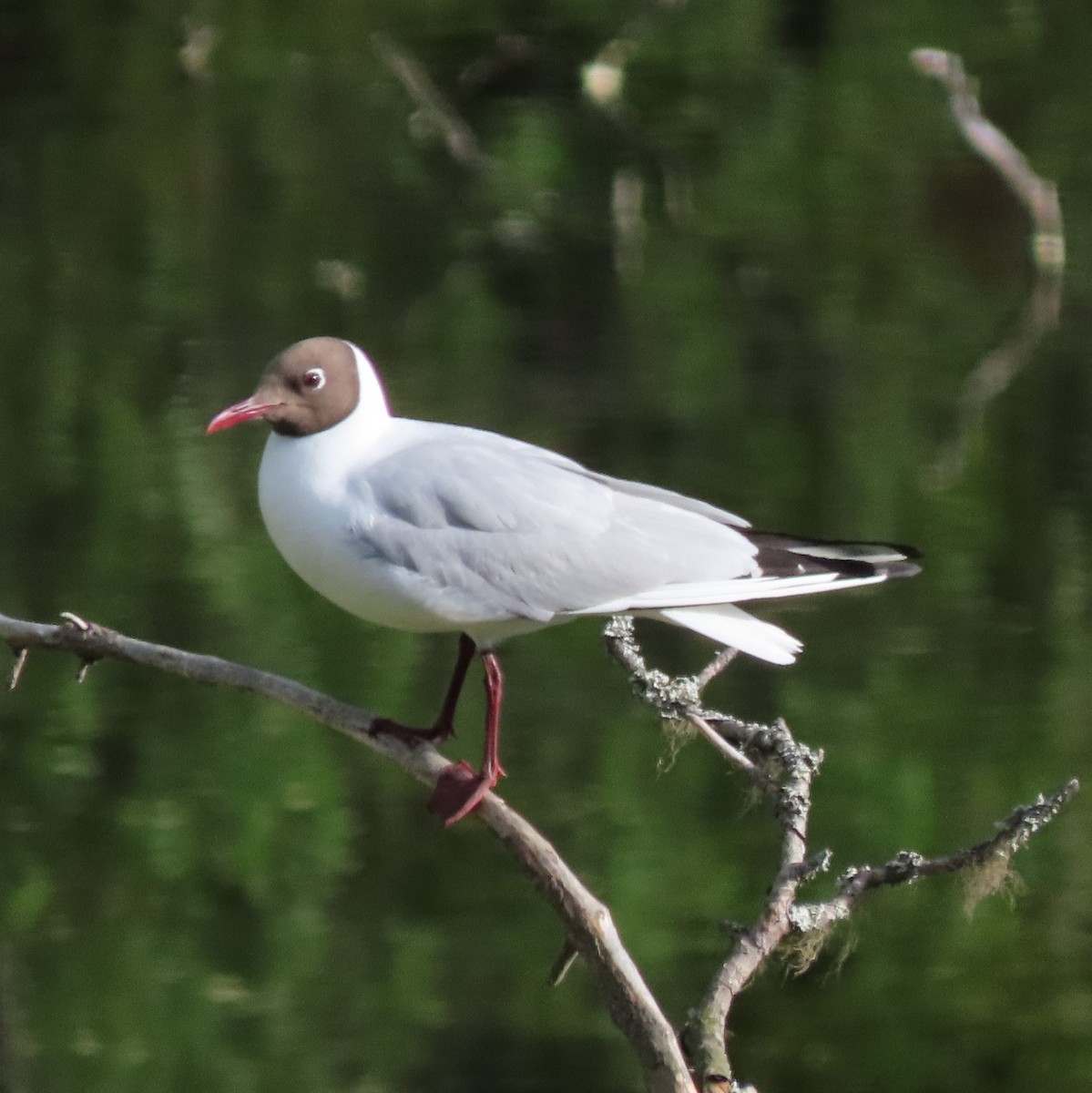 Black-headed Gull - ML637576525