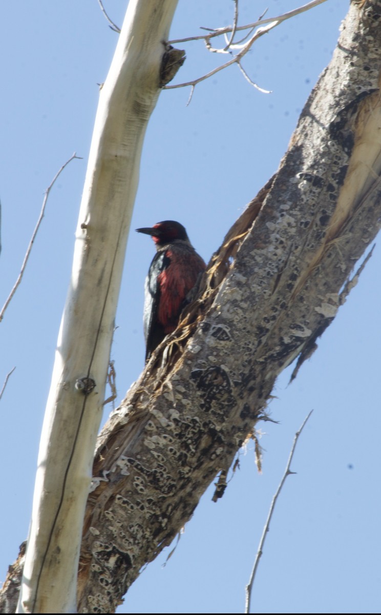 Lewis's Woodpecker - ML637576554