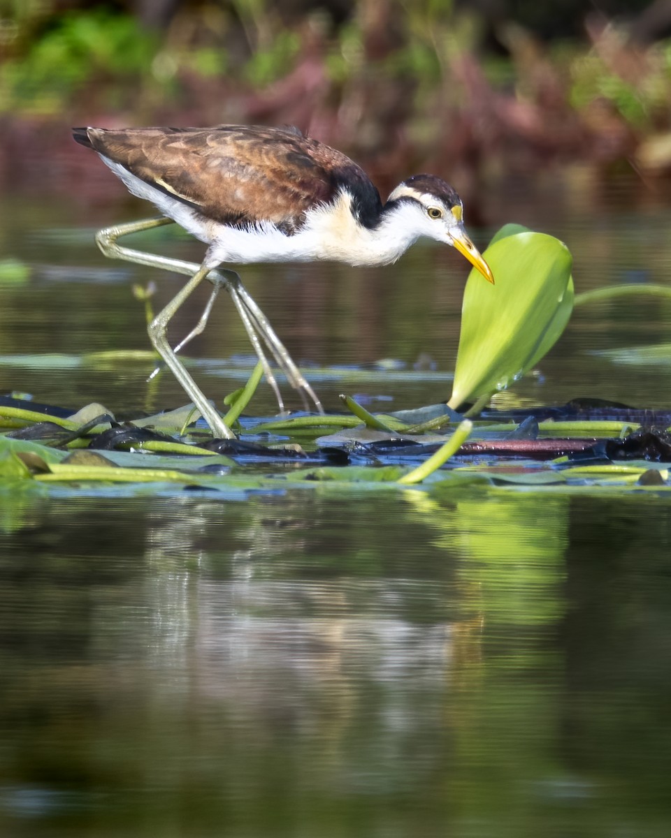 Northern Jacana - ML637576564