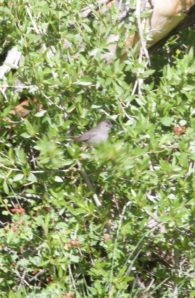 Gray Catbird - ML637576573