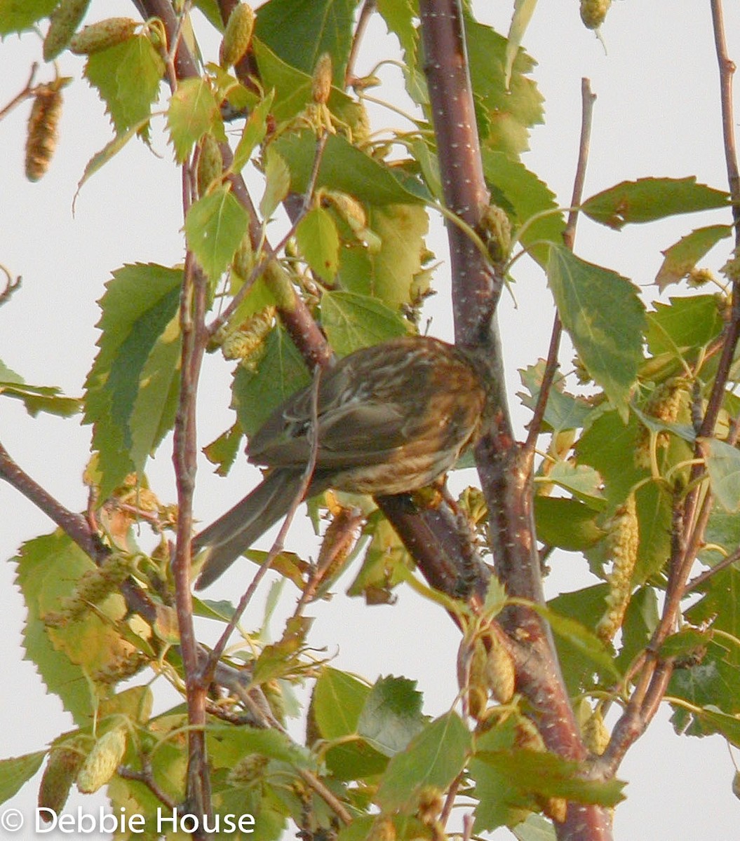 Redpoll (Common) - ML637576587