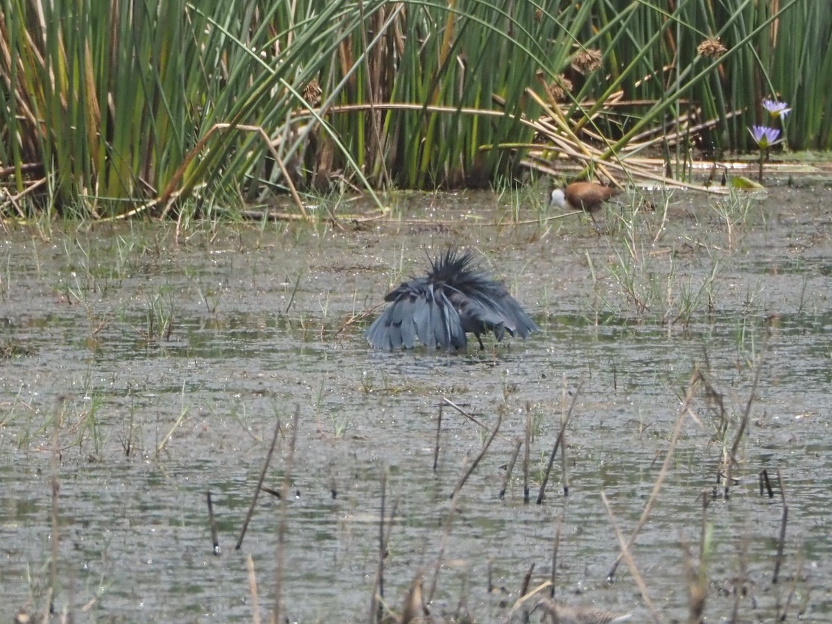 Black Heron - ML637576589
