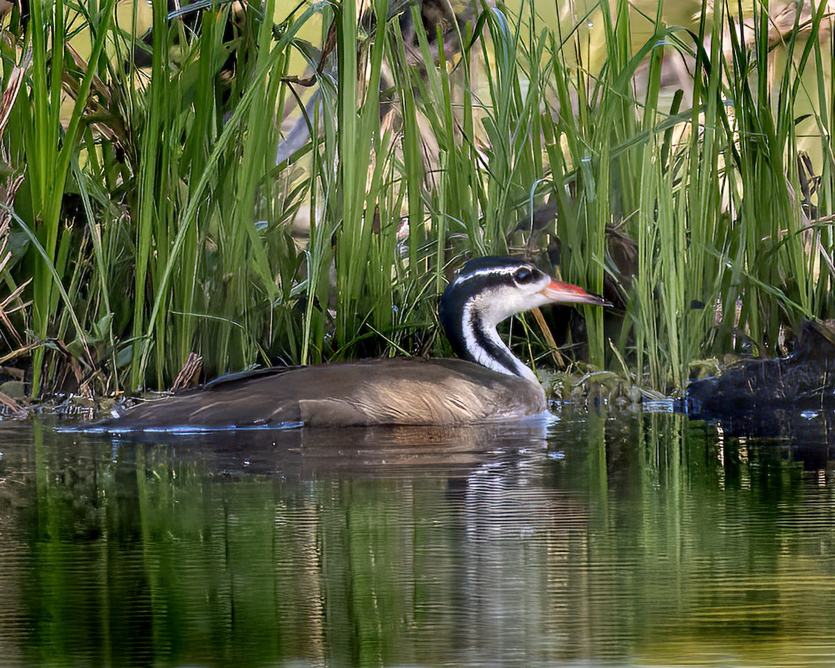 Sungrebe - ML637576605