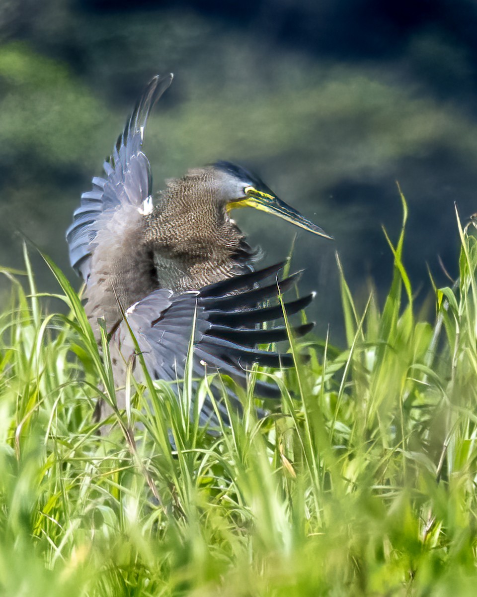 Bare-throated Tiger-Heron - ML637576659