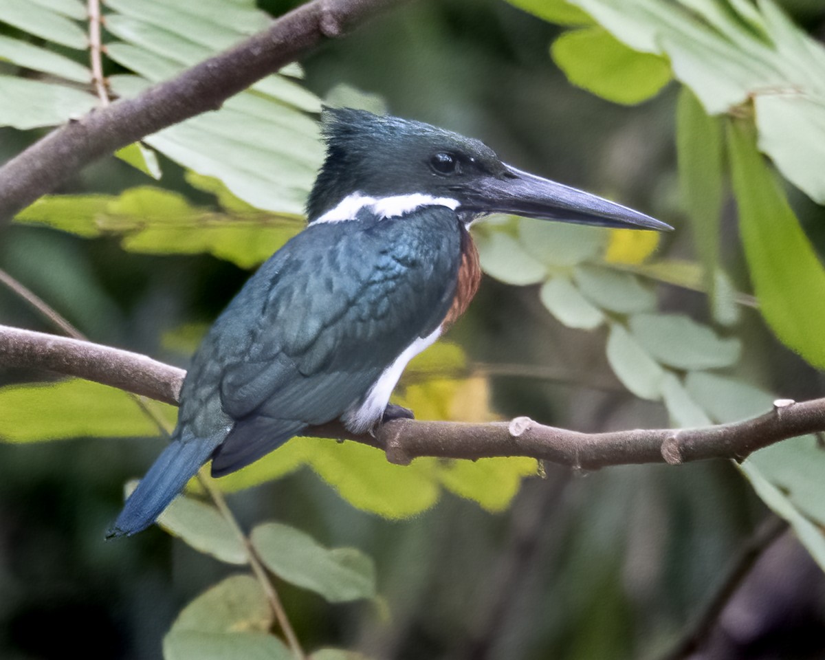 Amazon Kingfisher - ML637576688