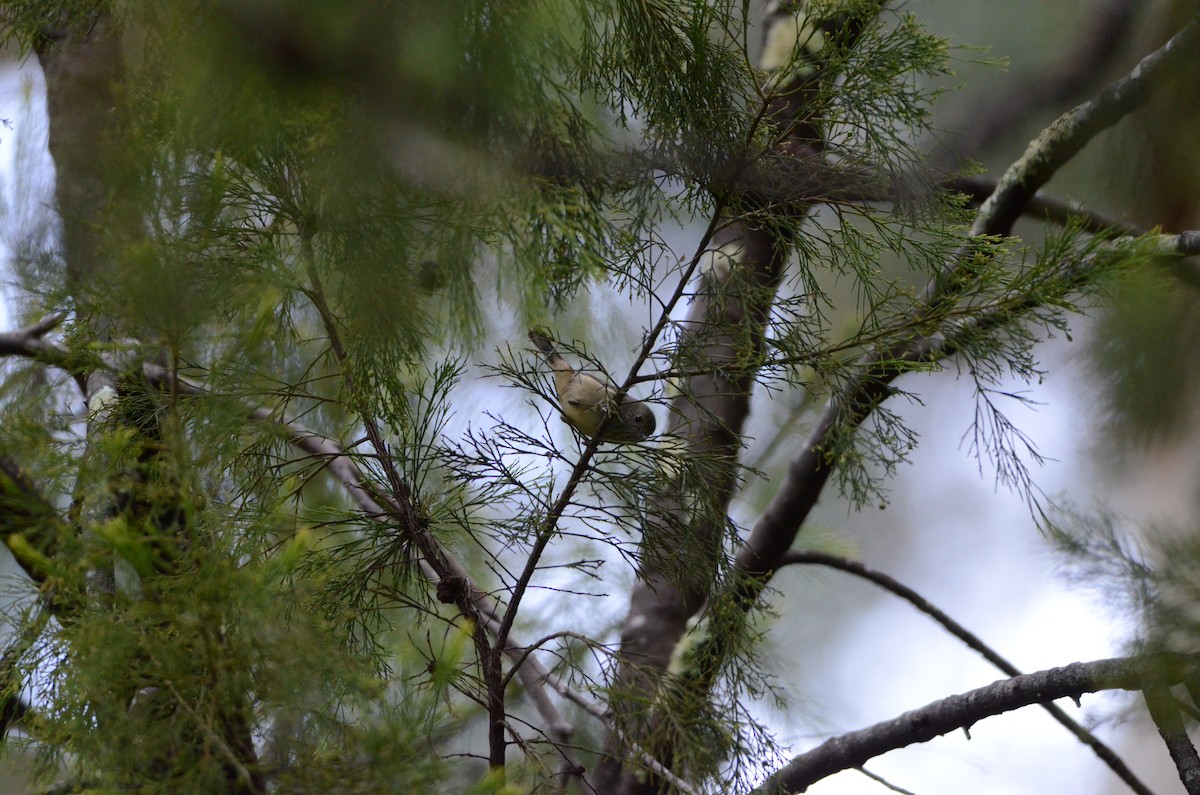 Tasmanian/Brown Thornbill - ML637576723