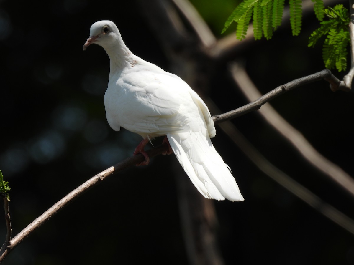 Rock Pigeon (Feral Pigeon) - ML637576725