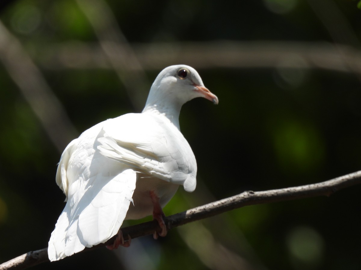 Rock Pigeon (Feral Pigeon) - ML637576726