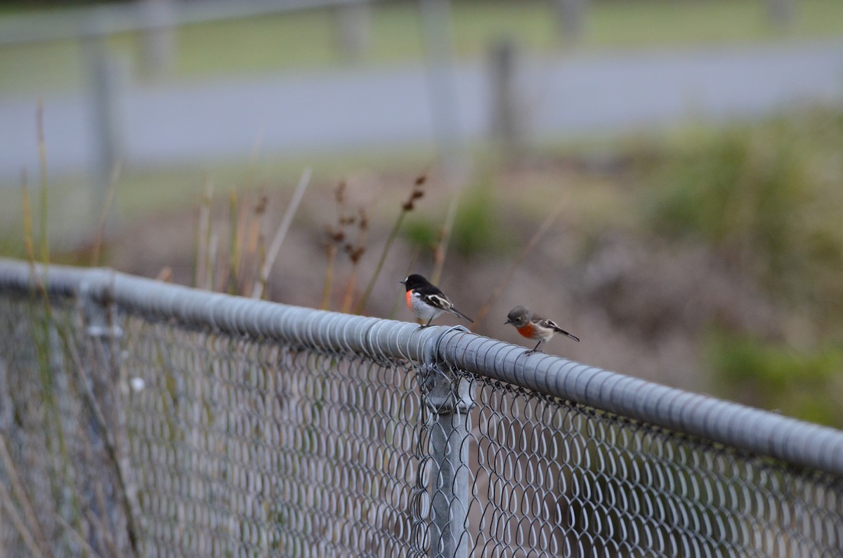 Scarlet Robin - ML637576738