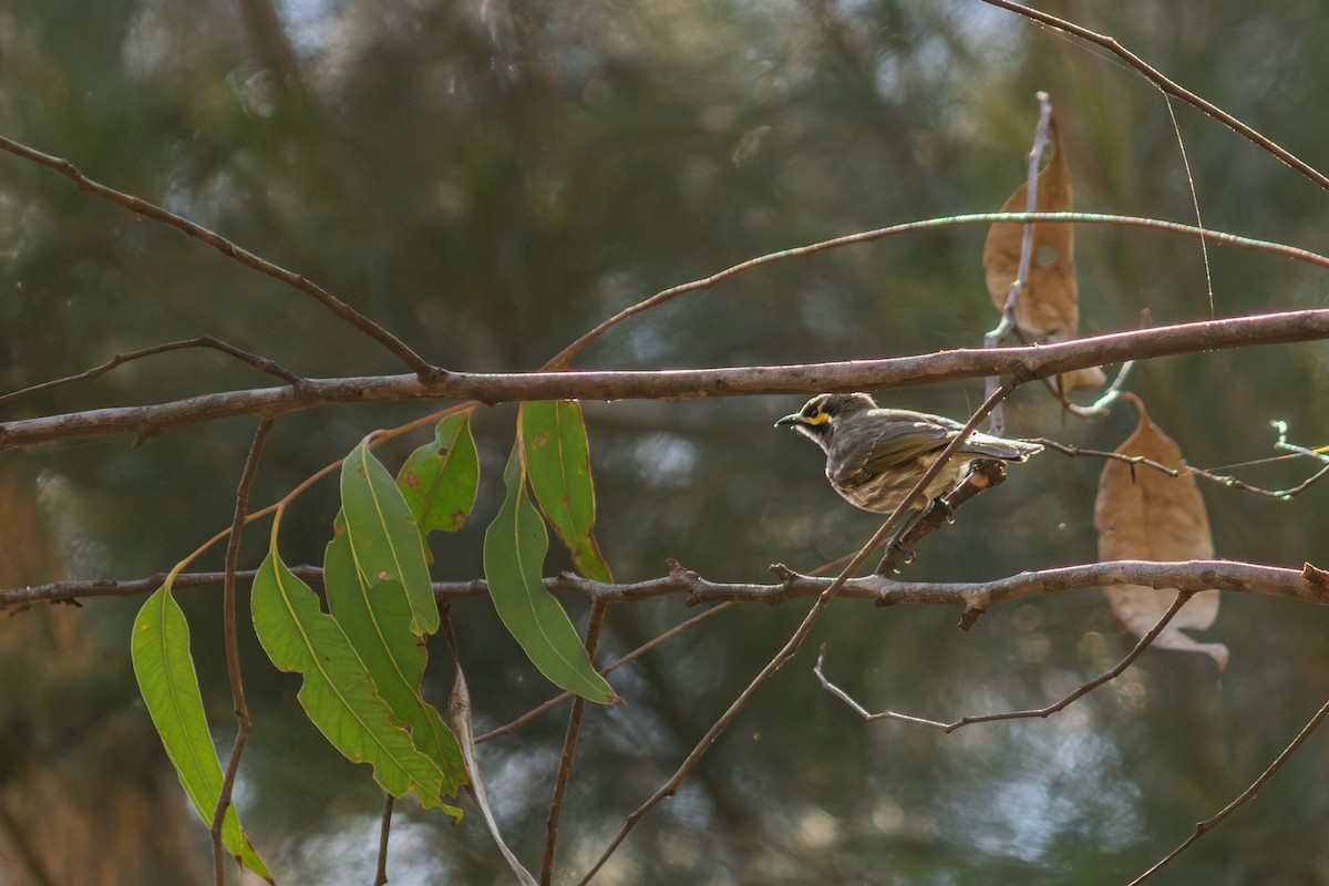 Yellow-faced Honeyeater - ML637576743