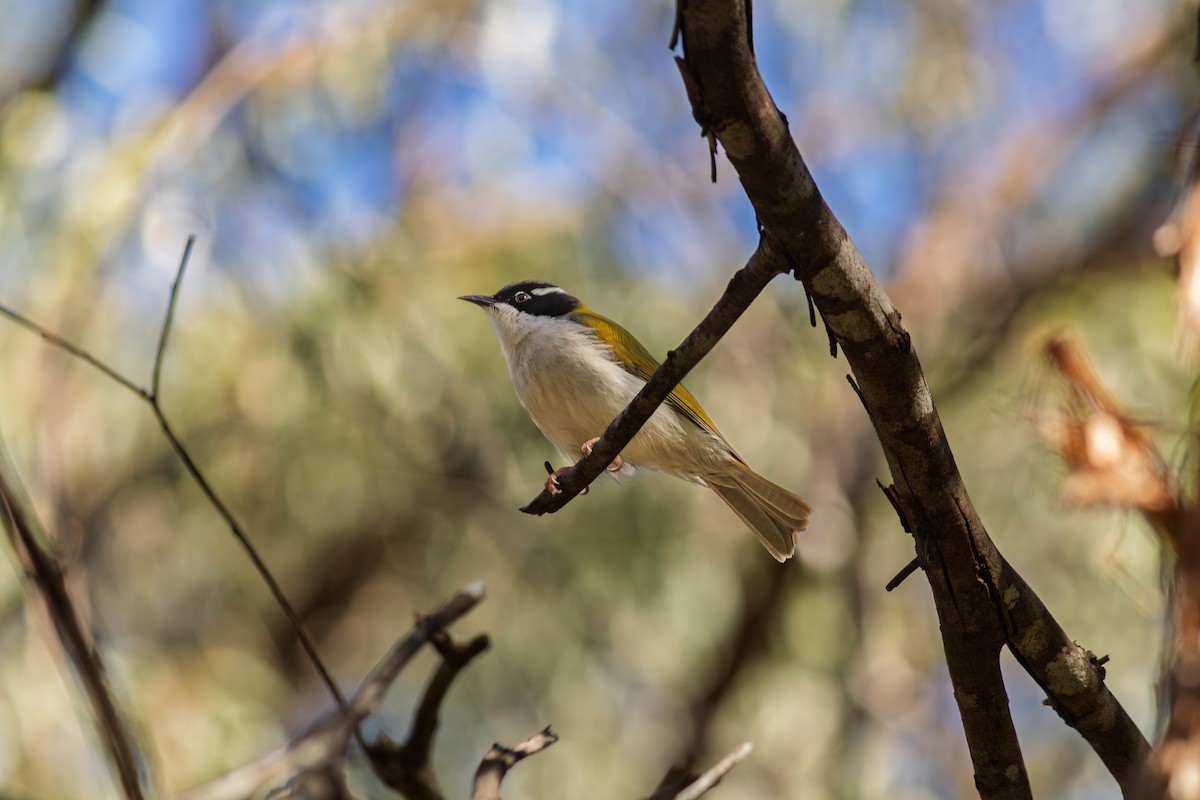 White-throated Honeyeater - ML637576744