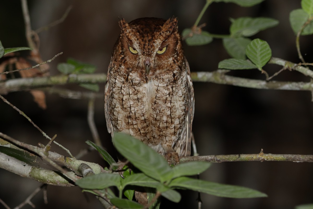 Middle American Screech-Owl - ML637576745