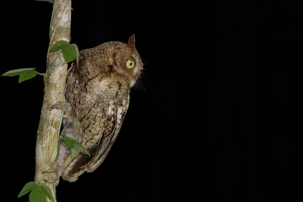 Middle American Screech-Owl - ML637576746