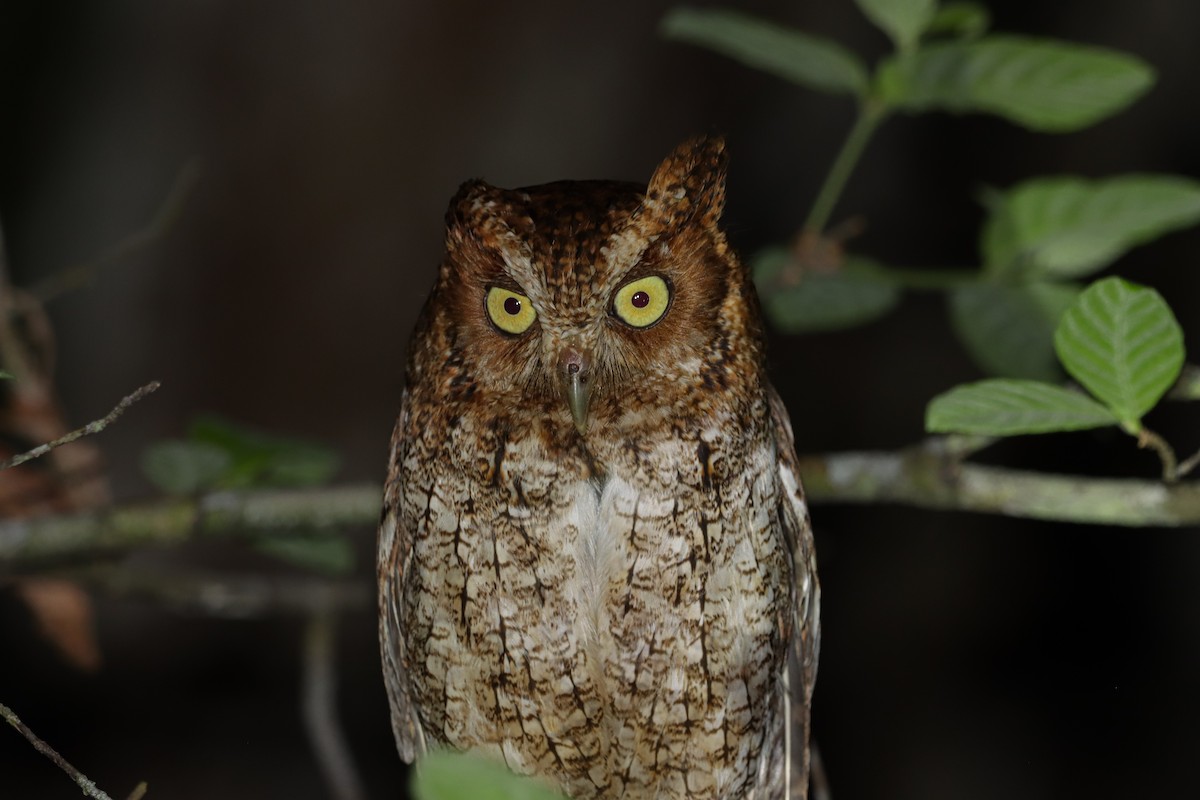 Middle American Screech-Owl - ML637576747