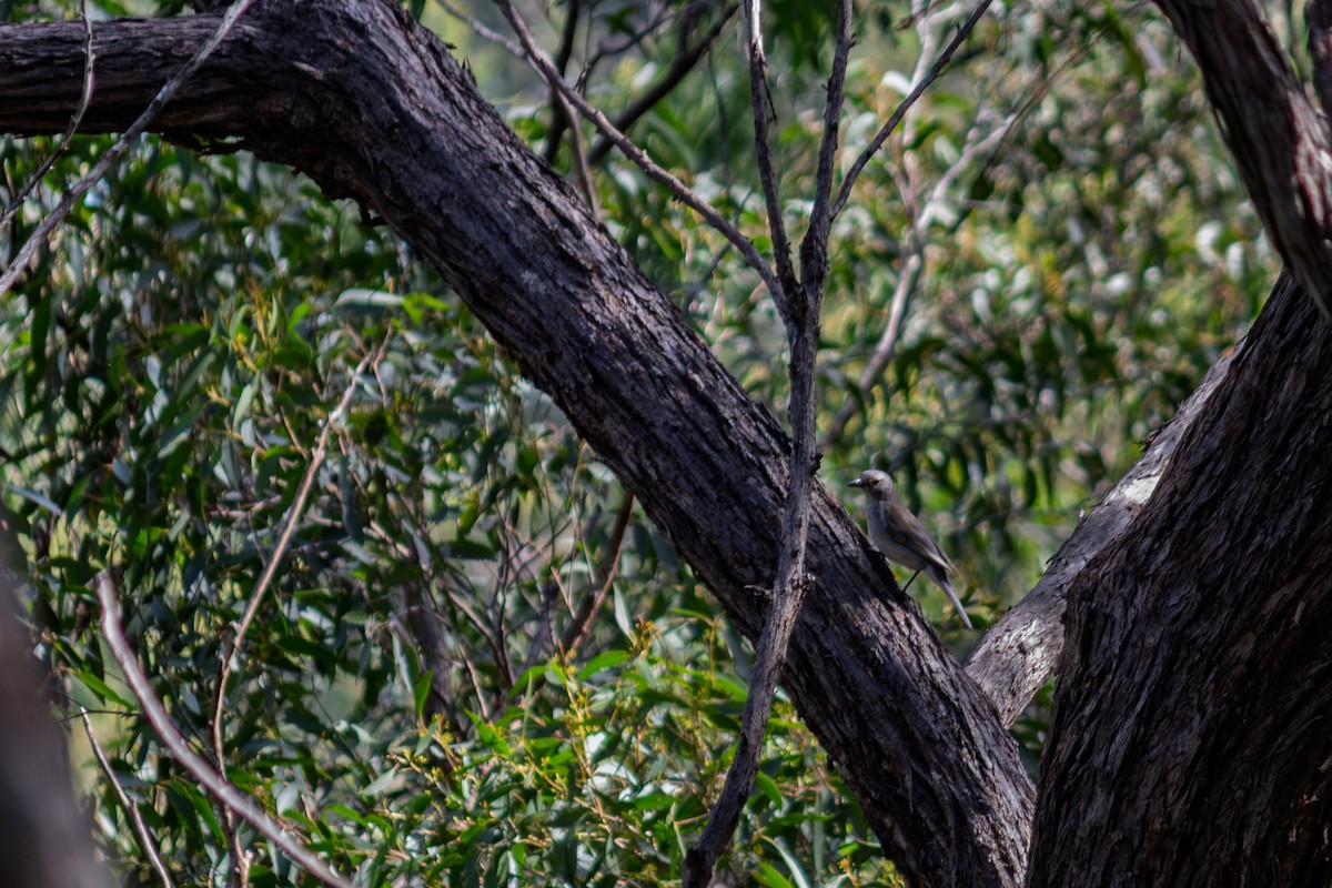 Gray Shrikethrush - ML637576748