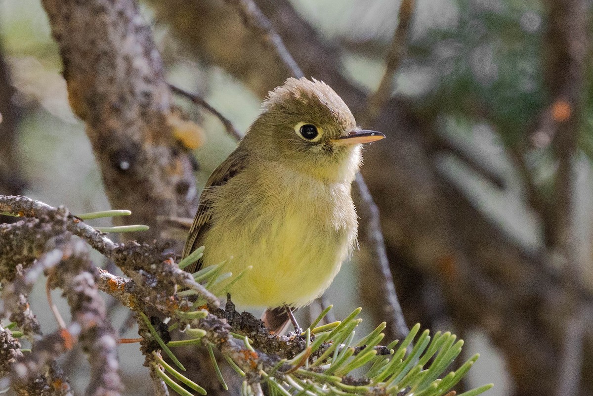 Western Flycatcher - ML637576750