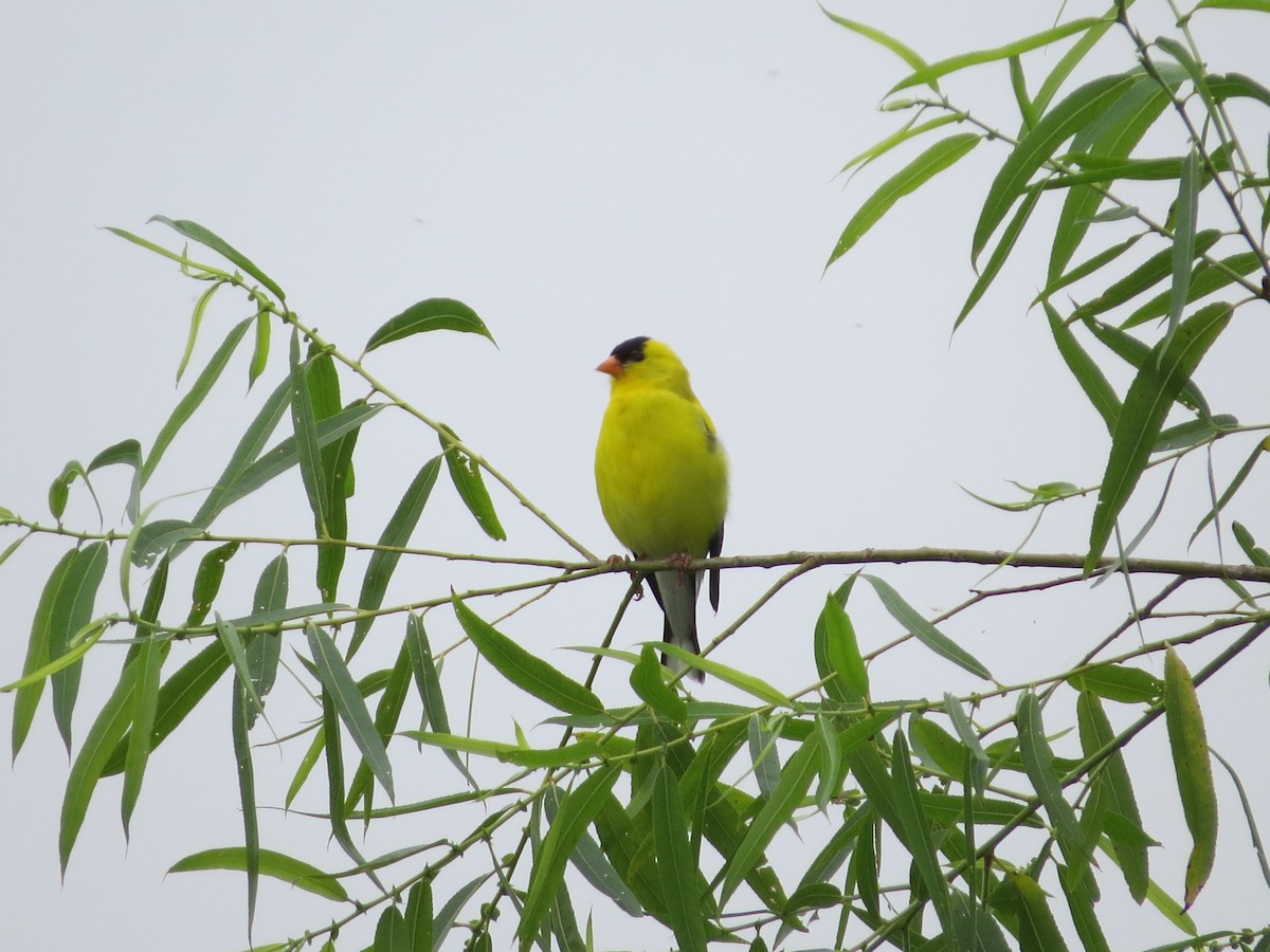 American Goldfinch - ML637576752