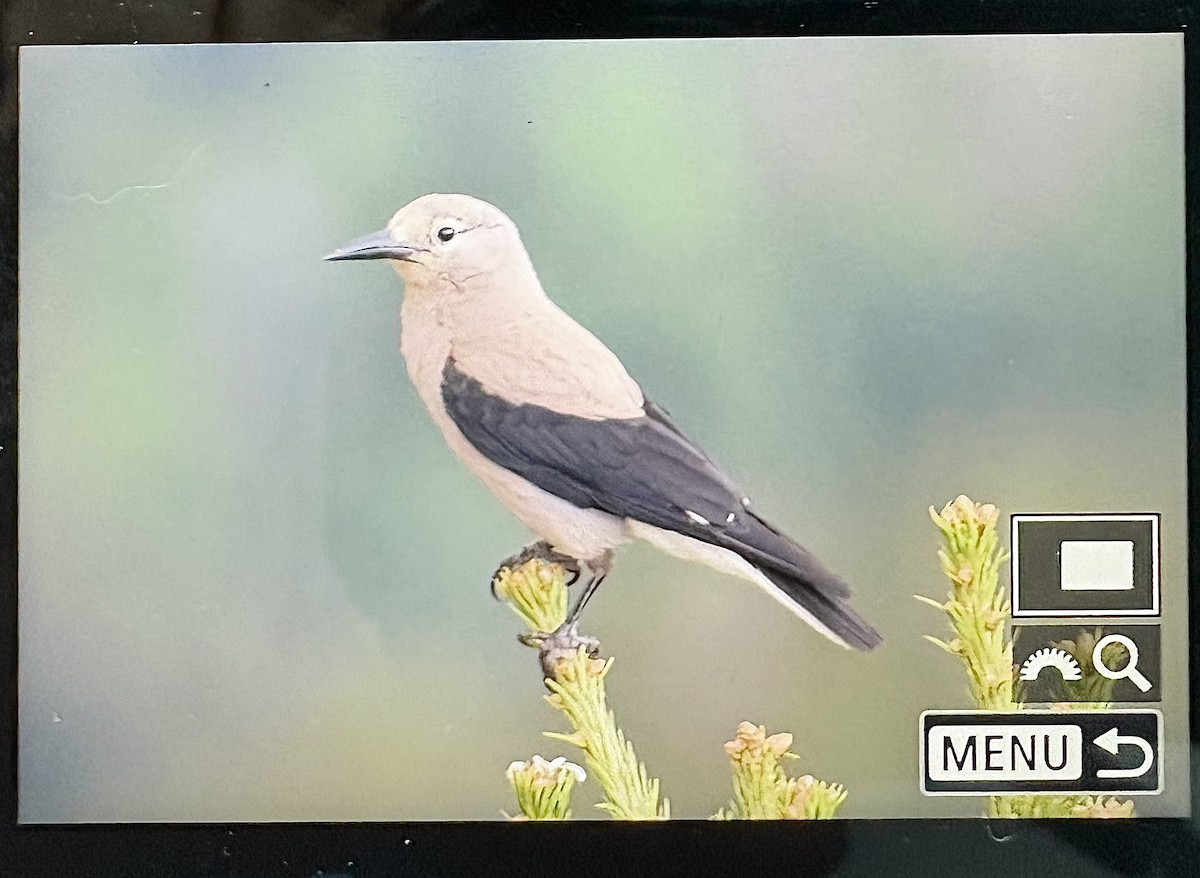 Clark's Nutcracker - ML637576753