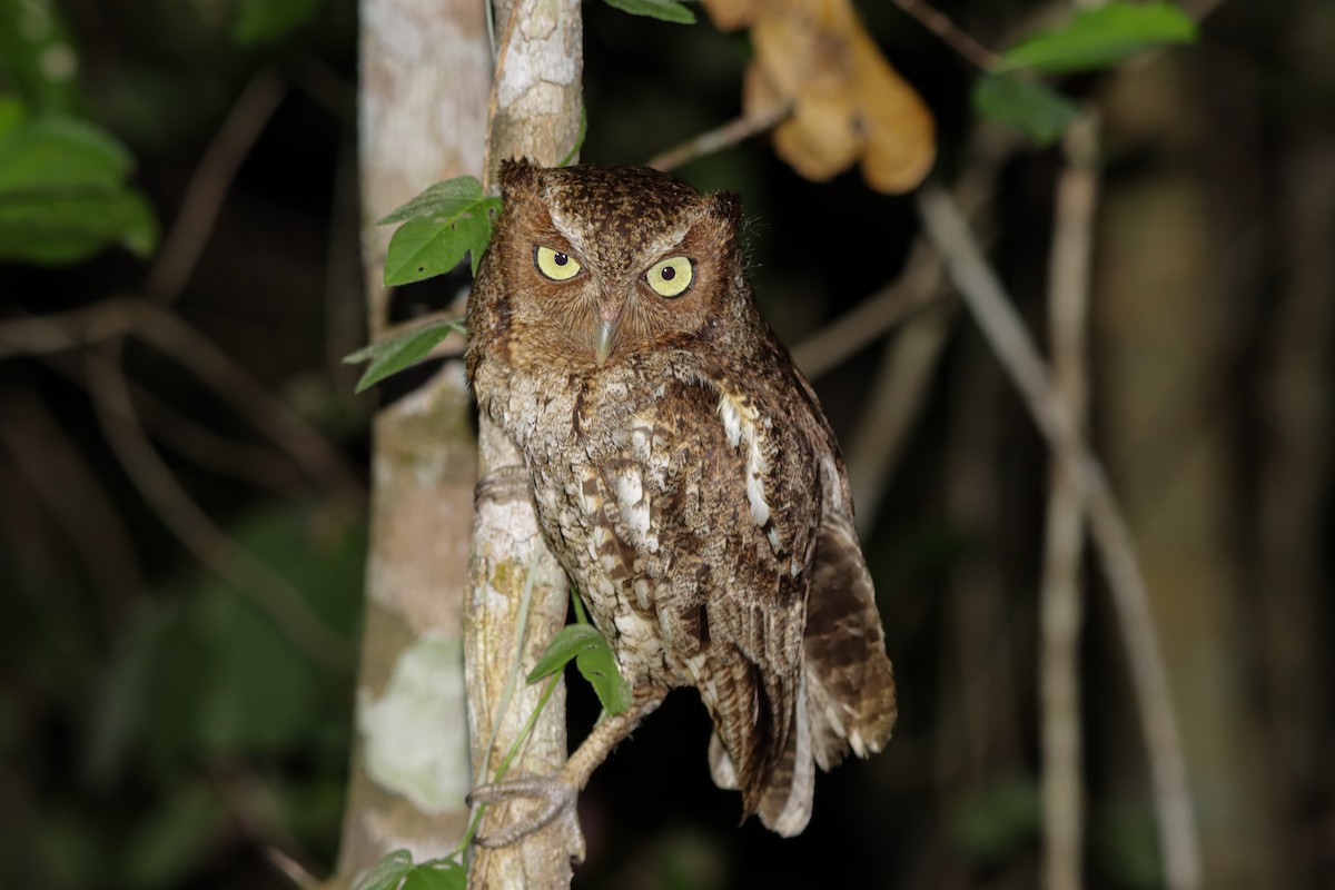 Middle American Screech-Owl - ML637576756