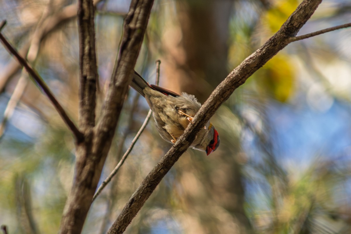 Red-browed Firetail - ML637576757