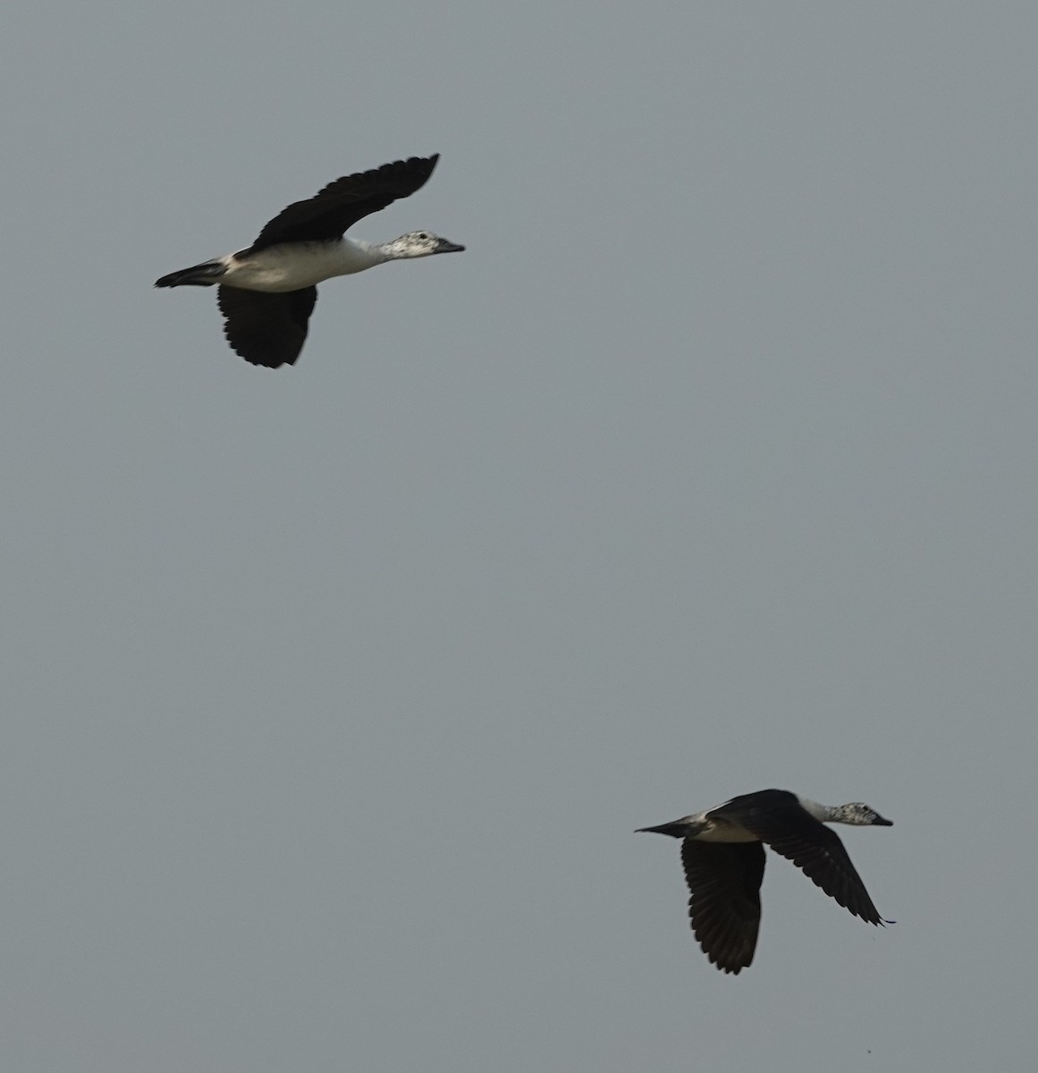 Knob-billed Duck - ML637576759