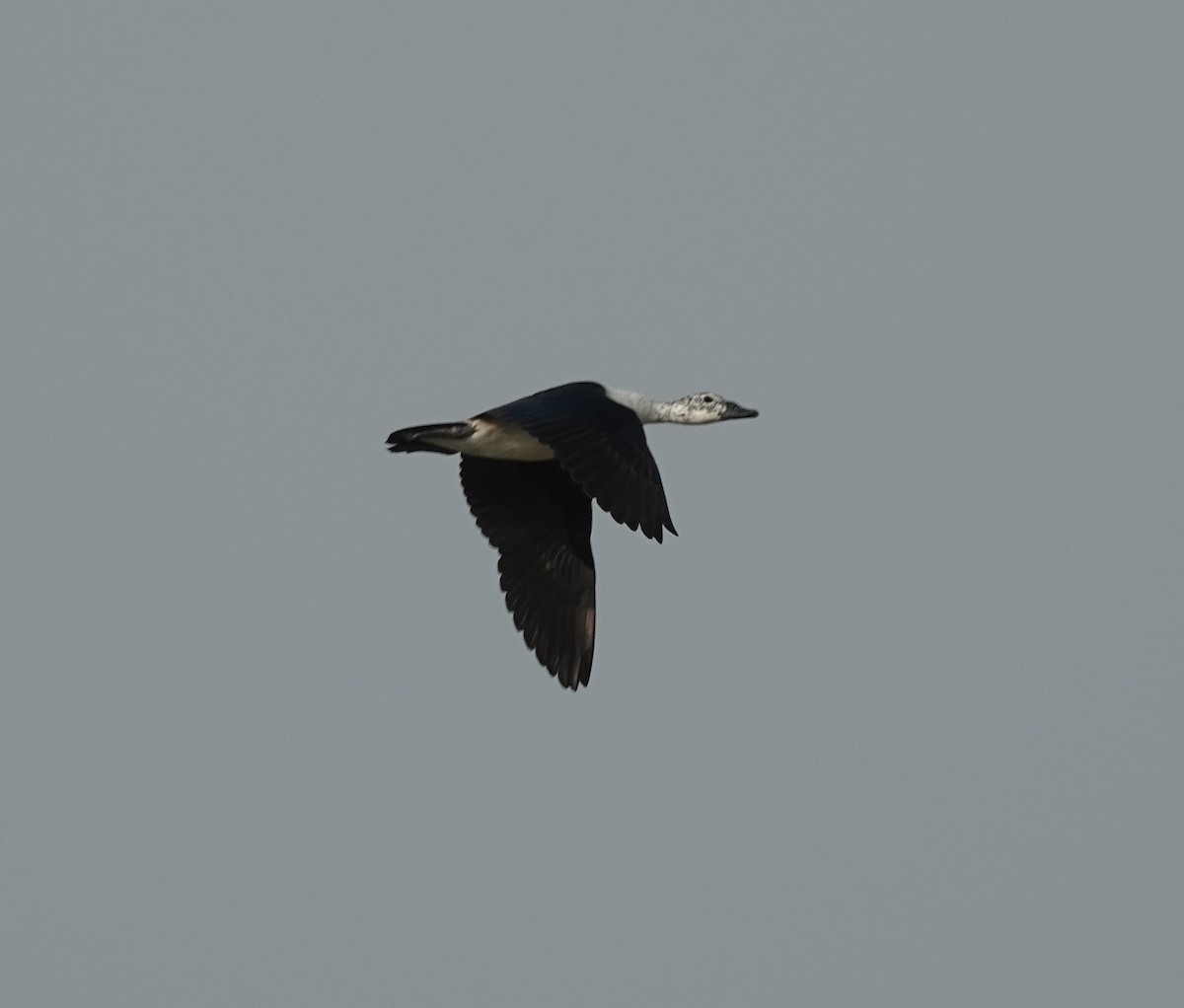 Knob-billed Duck - ML637576760