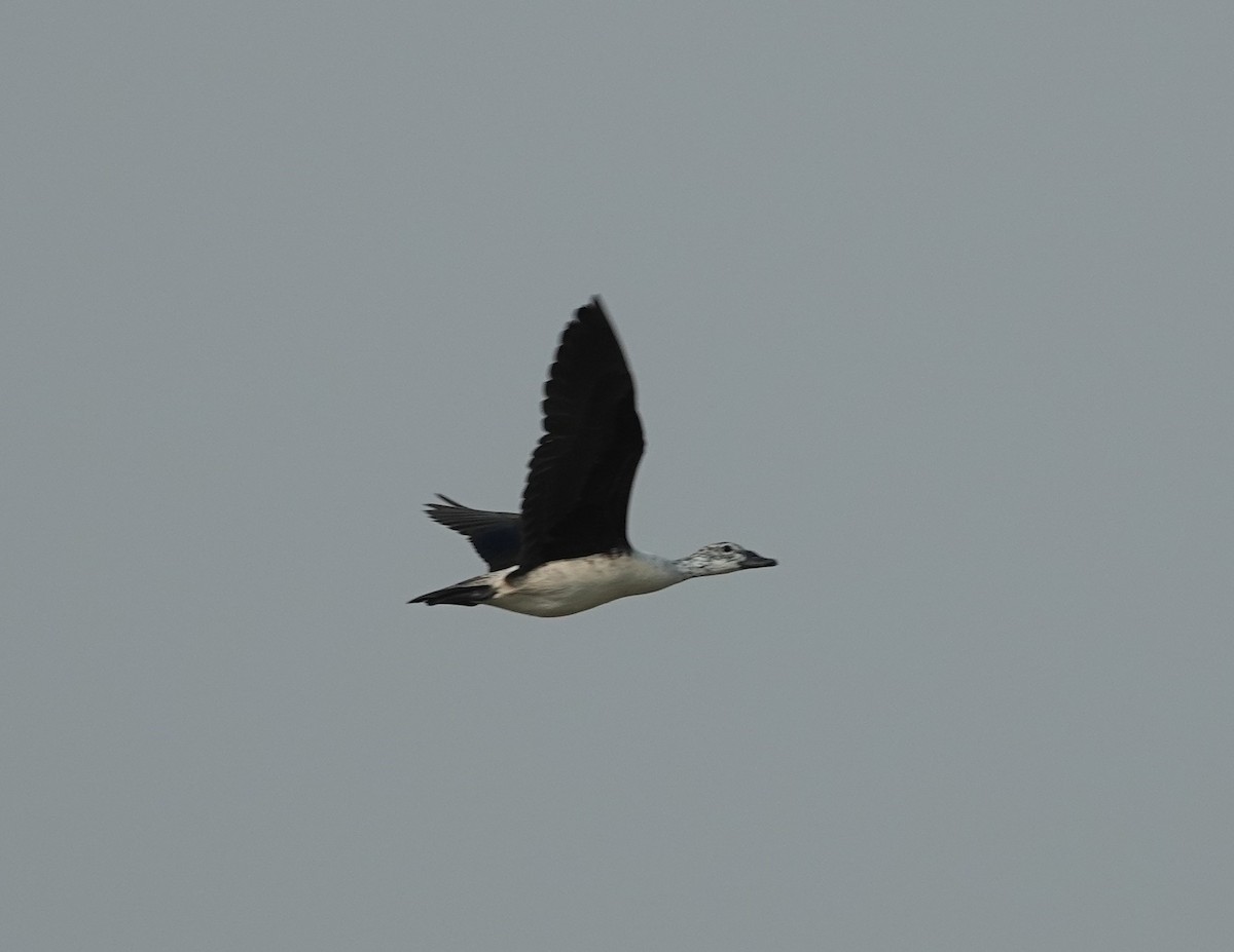 Knob-billed Duck - ML637576761