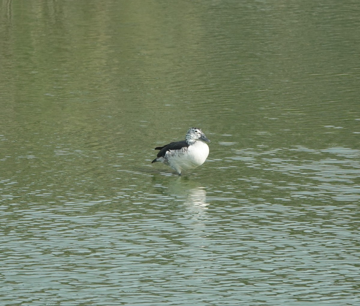 Knob-billed Duck - ML637576762