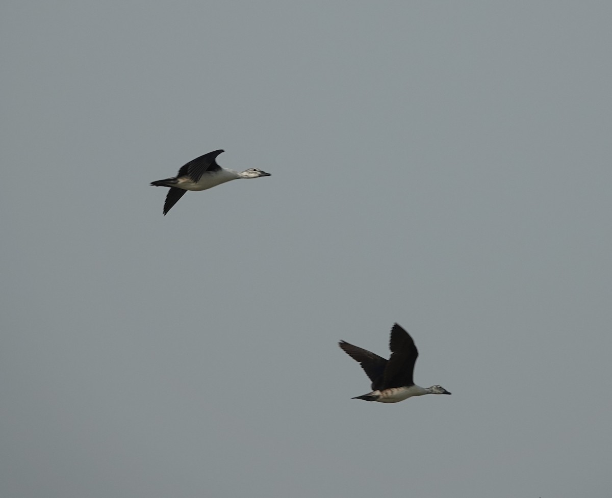 Knob-billed Duck - ML637576763