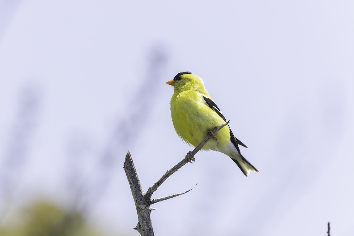 American Goldfinch - ML637576764