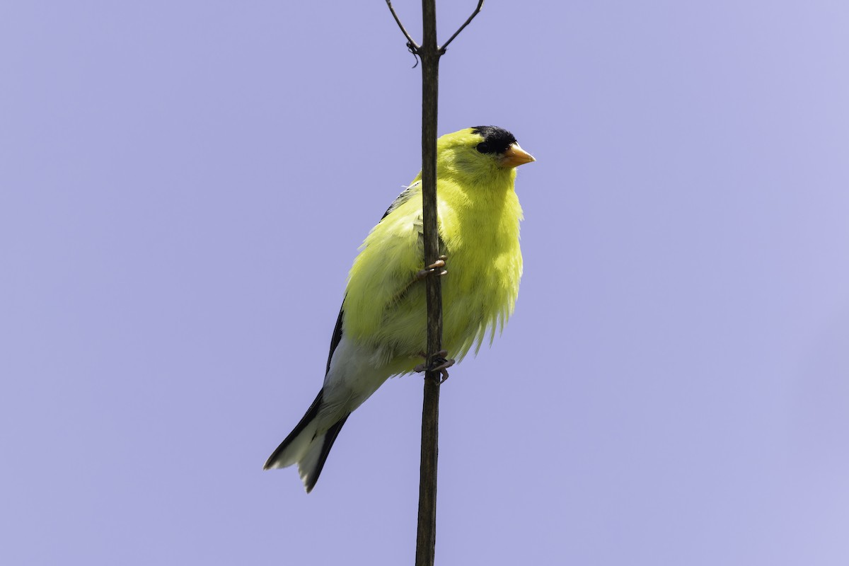 American Goldfinch - ML637576765