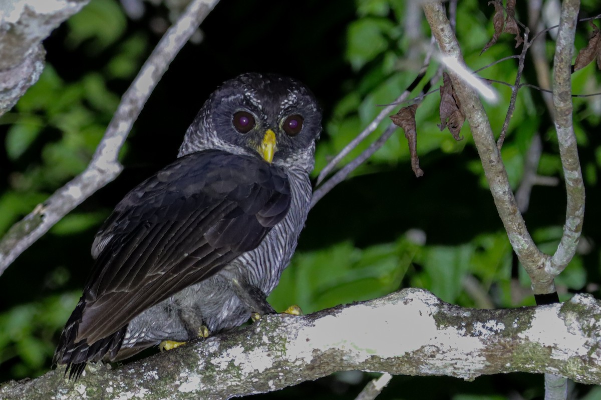 Black-and-white Owl - ML637576766