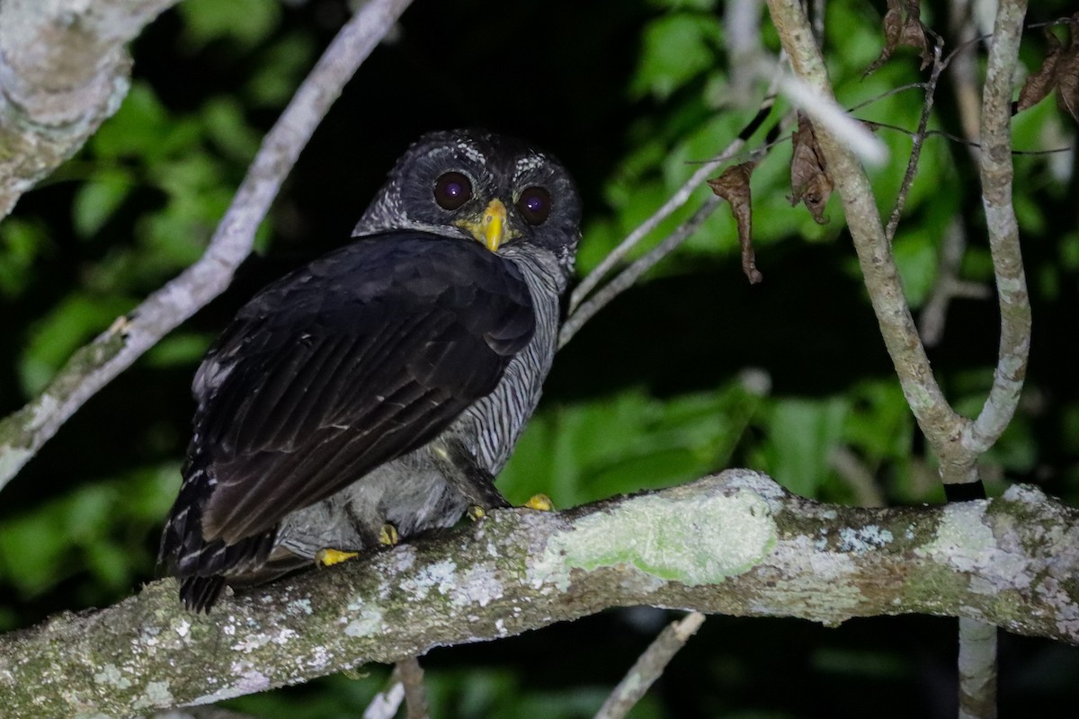 Black-and-white Owl - ML637576767