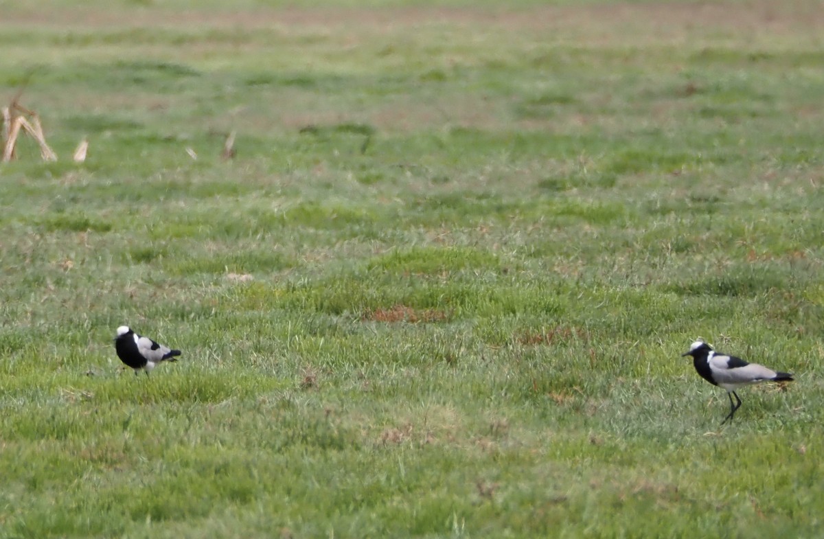 Blacksmith Lapwing - ML637576768