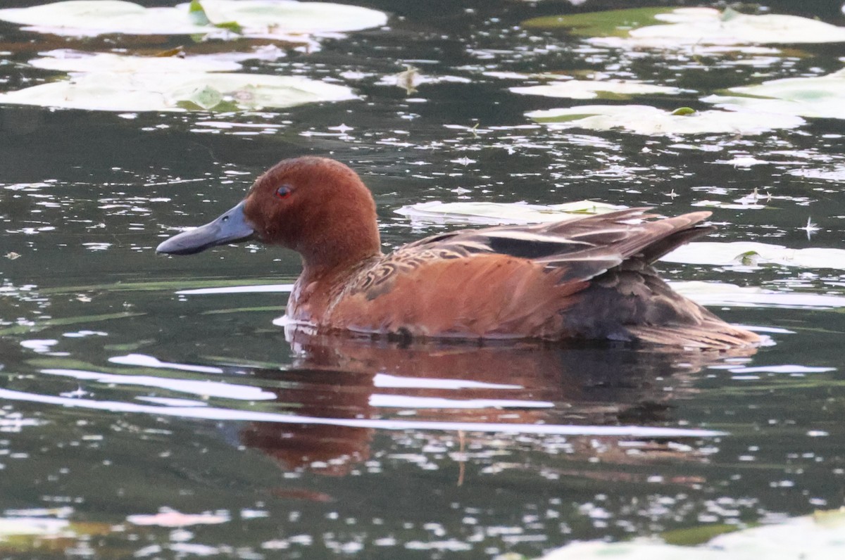 Cinnamon Teal - ML637576770