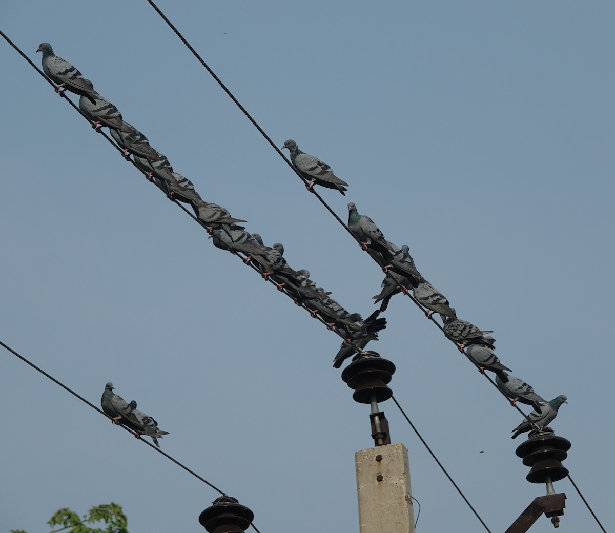 Rock Pigeon (Feral Pigeon) - ML637576776