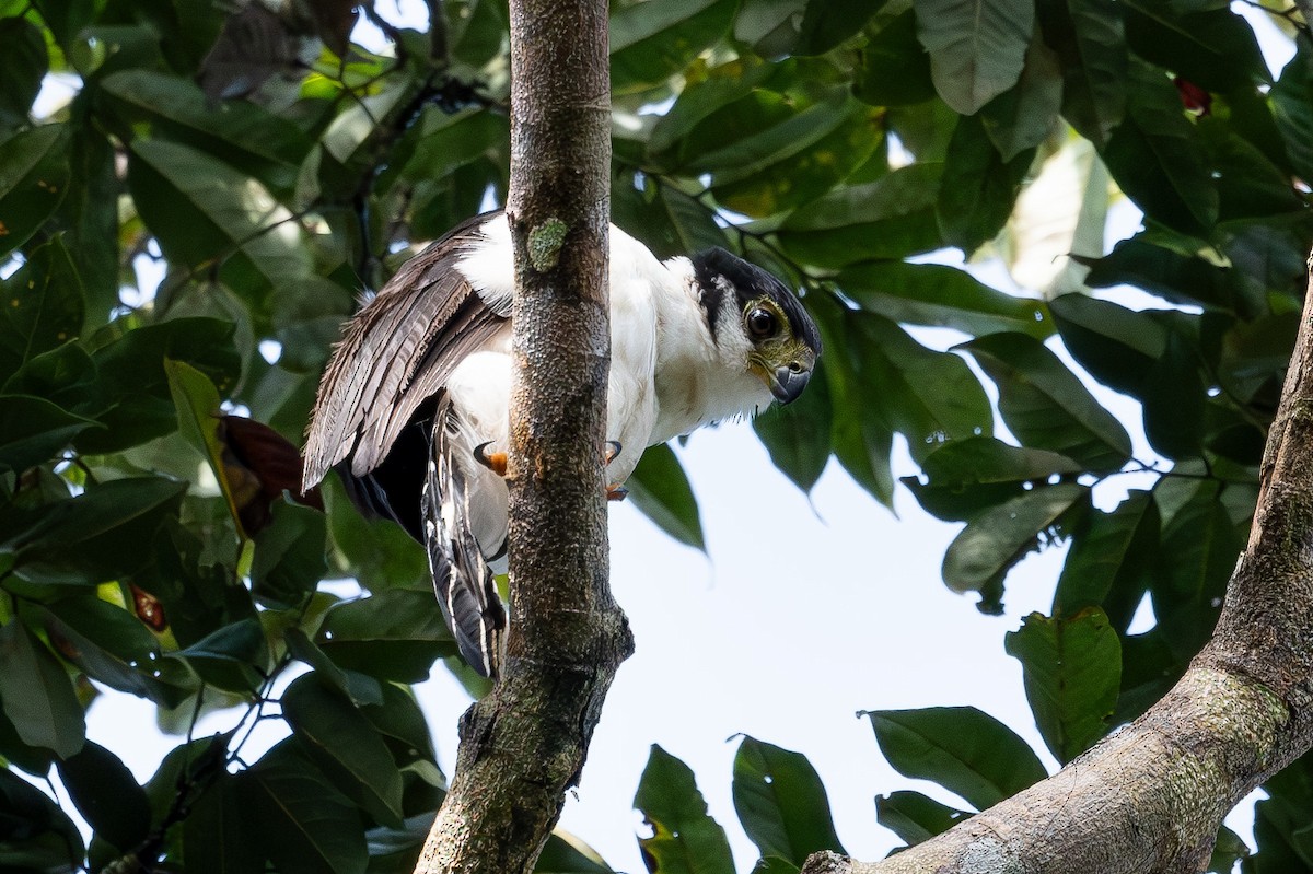 Buckley's Forest-Falcon - ML637576820