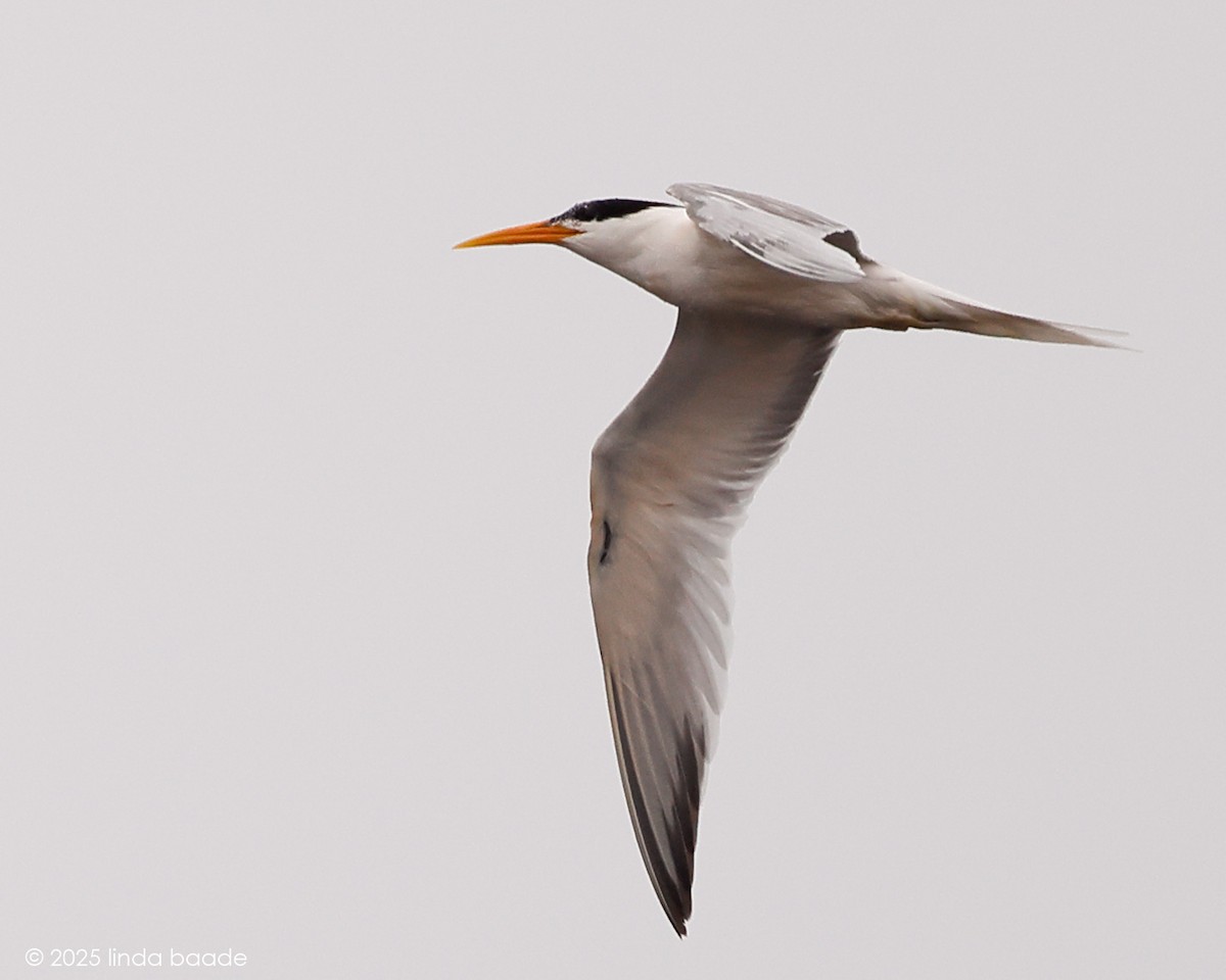 Elegant Tern - ML637576827