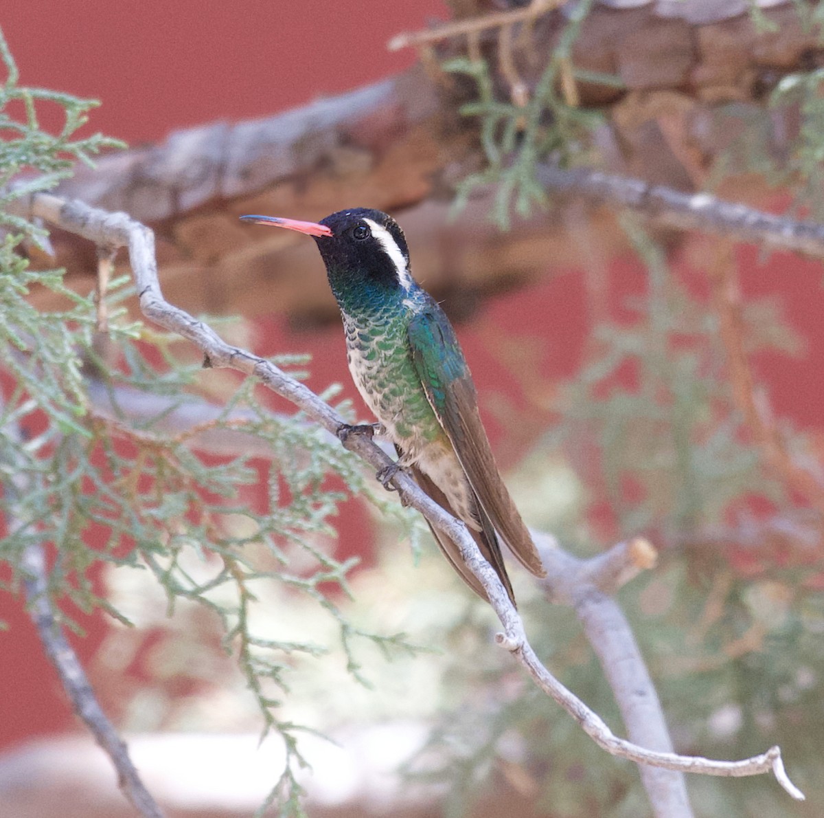 White-eared Hummingbird - ML637576853